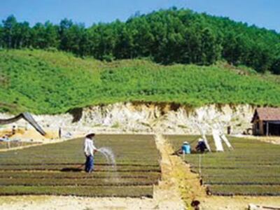 Gieo, ươm cây con để trồng rừng tại Quảng Nam Ảnh: Đoàn Nguyễn. courtesy boxitvn