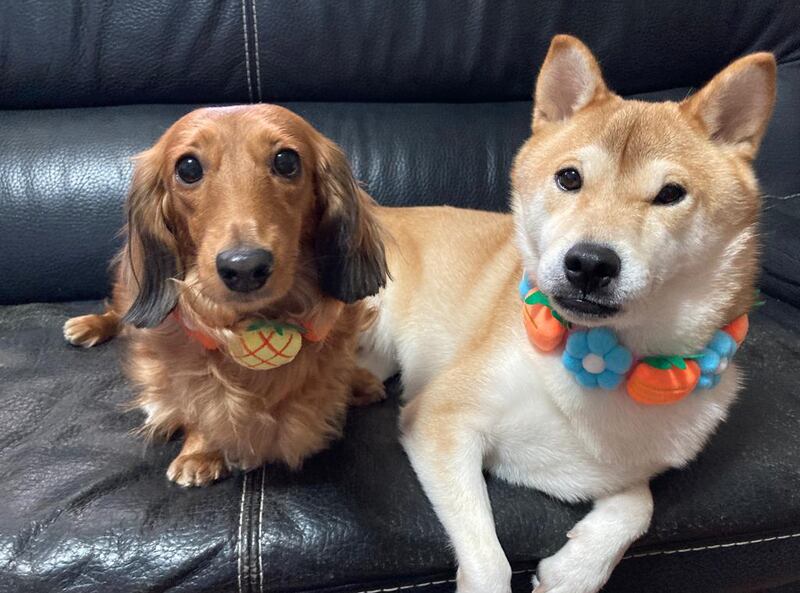 J小姐有一隻柴犬及臘腸狗,形容他們就是家人。(受訪者提供)