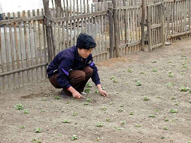 사리원시 외곽의 협동농장에서 한 여성이 텃밭을 가꾸고 있다.