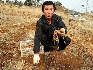 충남 태안군 원북면 대기리에서 귀농 9년차인 조광연(53) 씨가 갓 수확한 건강식품 '아피오스'를 들어 보이고 있다. '아피오스'는 북미 원산지인 콩과 다년생작물로 칼슘, 철분, 섬유소, 단백질, 사포닌 등 다양한 성분을 함유하고 있어 비염 등에 탁월한 효능이 있는 것으로 알려졌다. 