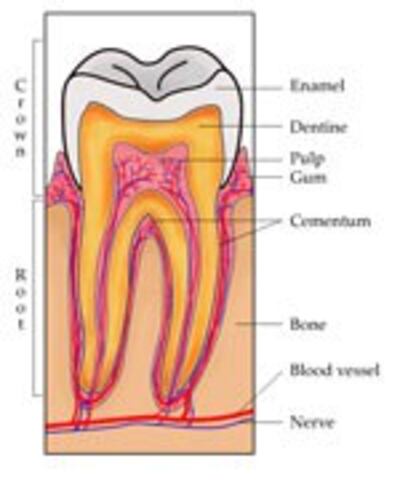 Tooth150.jpg