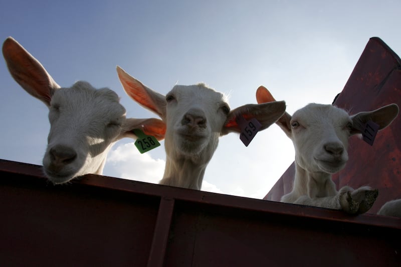 2006년 11월 2일, 인천항에서 트럭에 실린 젖염소들이 컨테이너로 옮겨지기 위해 대기하고 있다. 2000년대 초반, 한국 및 국제 지원단체들은 어린이 영양 문제 해결 등을 위해 북한에 염소와 염소 자료를 지원했다.