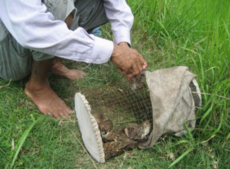 Bẫy chim trời phục vụ các quán nhậu. RFA PHOTO.