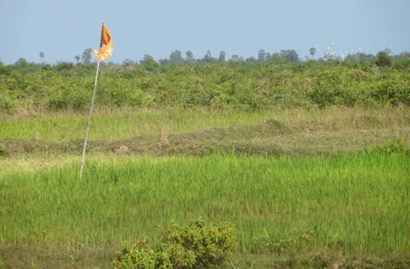រូបថតថ្ងៃទី១០ ​ខែវិច្ឆិកា ឆ្នាំ២០១៣៖ សន្ទូងរបស់តំណាងអ្នកភូមិឡពាងម្នាក់ លួចស្ទូងក្នុងដីរបស់ពួកគាត់ ដែលក្រុមហ៊ុន ខេ ឌី ស៊ី រំលោភយកកាលពីឆ្នាំ២០០៧ ត្រូវគោស៊ី និងស្កកដោយសារគ្មានទឹក។ RFA/Chin Chhetha