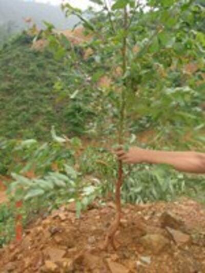 0823-treechoping-150.jpg
