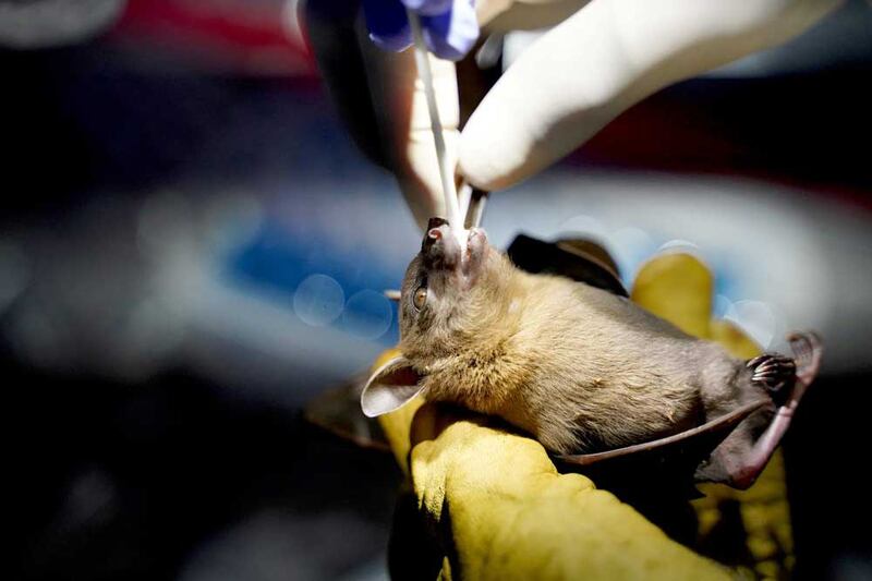 A researcher from the Institut Pasteur du Cambodge (IPC) takes an oral swab from a bat captured at Chhngauk Hill, Thala Borivat District, Steung Treng Province, Cambodia, in August 2021. (Reuters)