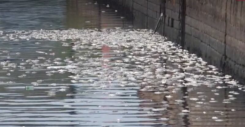 10月中旬，观塘海滨浮现大量死鱼。（陈嘉铭提供） 