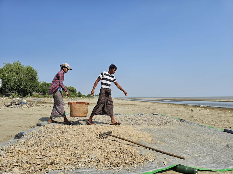 ဖျာပုံမြို့နယ် ဒေါ်ညိမ်းကျေးရွာအုပ်စု၊ ဗန္ဒာပင်ကျေးရွာရှိ ဂျွန်းပိုက်လုပ်ငန်းမှရရှိသည့် ကြက်စာ ငါး၊ ပုစွန်များအား နေလှန်းနေသည့်မြင်ကွင်းကို ၂၀၂၃ ခုနှစ် ဒီဇင်ဘာလ ၁၃ ရက်နေ့က တွေ့ရစဉ်။ (Photo: RFA)