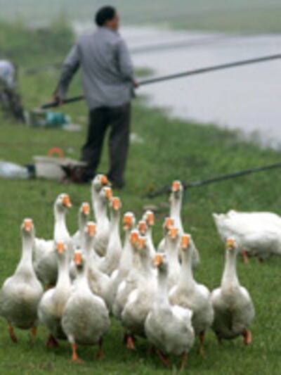 birdflu0528_1_150.jpg