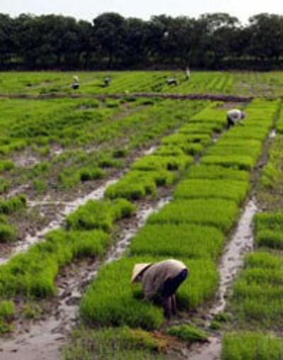 Cánh đồng lúa miền nam