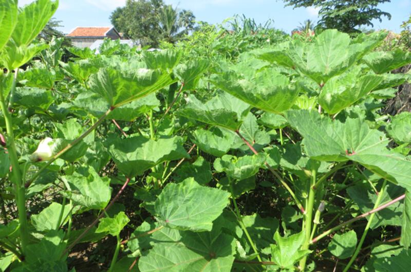 ចម្ការអូក្រា (Okra) ឬពោតបារាំង របស់កសិករ ស៊ឹម រុំ ស្ថិតនៅភូមិទូល ឃុំស្វាយរំពារ ស្រុកបរសេដ្ឋ ខេត្តកំពង់ស្ពឺ។ រូបថតថ្ងៃទី១៨ ខែតុលា ឆ្នាំ២០១៥