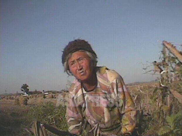 옥수수 이삭을 찾는 북한 농촌의 할머니. 황해북도 농촌 지역.