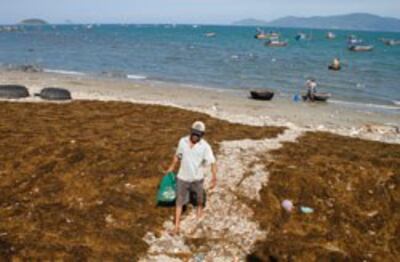 Người dân khai thác rong biển ở Nha Trang hôm 3-7-2011. RFA PHOTO.