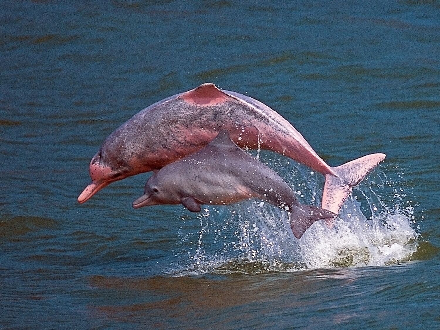 Hong Kong pink dolphin numbers dwindle to a handful