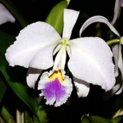 Lan Cattleya-mendelii- photo by Orchi- from Wikimedia-commons