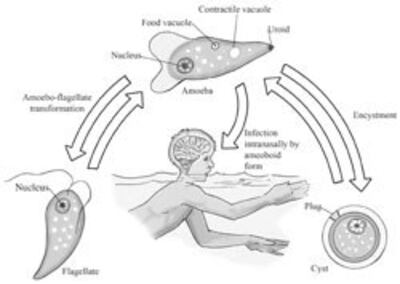 Sơ đồ quá trình lây nhiễm virus Naegleria fowleri. Courtesy mscd.edu