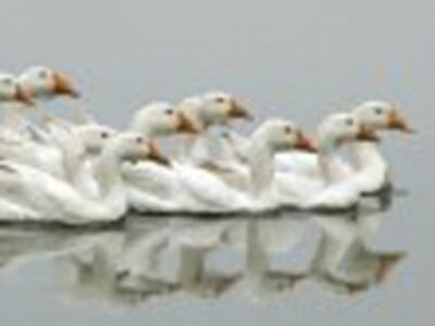 birdflu200.jpg