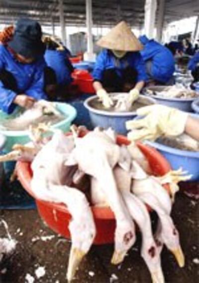 birdflu7_150.jpg
