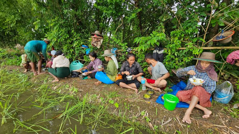 ပုသိမ်မြို့ ဘုရားကြီးကုန်းကျေးရွာမှာ ကောက်စိုက်ပျိုးနုတ်နေကြသည့် လယ်သမားများအား ၂၀၂၃ ခုနှစ် သြဂုတ်လ ၁၈ ရက်နေ့က တွေ့ရစဉ်။ (Photo: RFA)