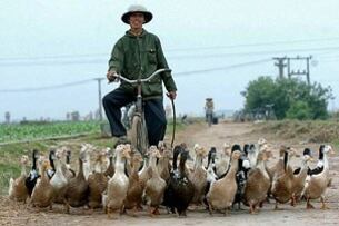 Nông dân thường chăn nuôi vịt ngoài công việc đồng áng(ảnh minh họa)