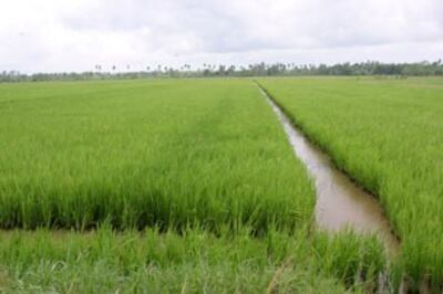 Những thửa ruộng thẳng cánh cò bay ở ĐBSCL. RFA