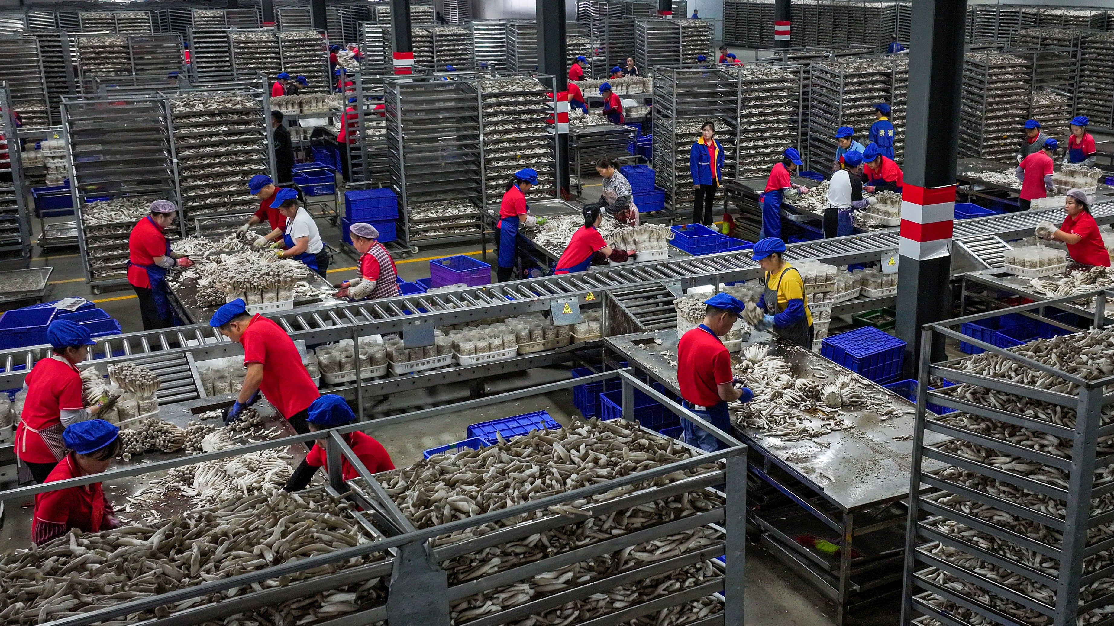 图为贵州省一家食品厂的作业人员正在将材料分类。摄于2024年10月16日。“中国劳工通讯”在2024年统计到的中国劳工罢工事件为1509件