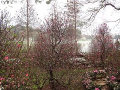 Vườn đào Hà Nội. RFA photo