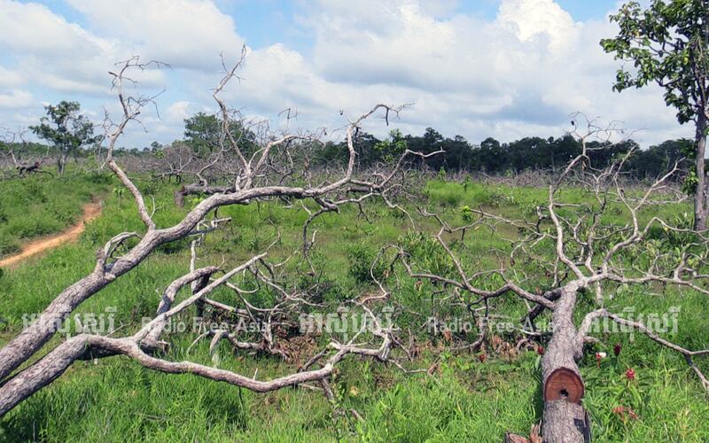 ព្រៃ​ឈើ​ដែល​ត្រូវ​បាន​គេ​កាប់​រាន​នៅ​ដែន​ជម្រក​សត្វ​ព្រៃ​លំផាត់ ក្នុង​ឃុំ​សេសា ស្រុក​លំផាត់ ខេត្ត​រតនគិរី។ រូបថត​ថ្ងៃ​ទី​១១ ខែ​សីហា ឆ្នាំ​២០១៧។ RFA/Ratha Visal