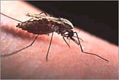 malaria_mosquito_200px.jpg