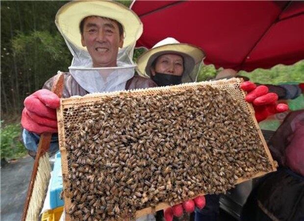 경남 산청군의 한 양봉 농가에서 꿀을 뜨고 있다.