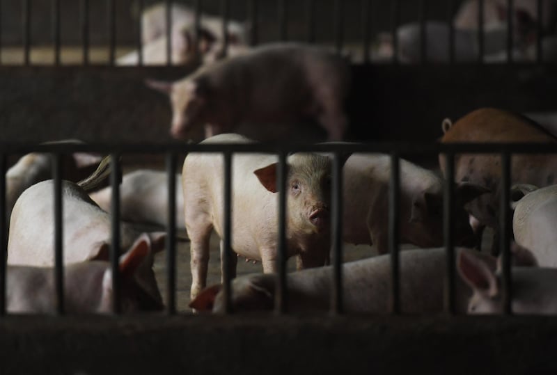 Piglets are seen at a pig farm on June 23, 2020 in Chongqing, China.