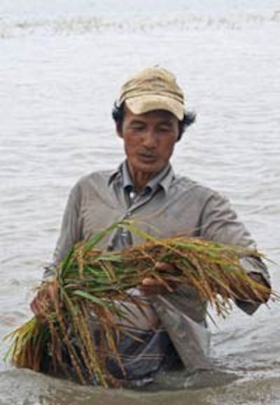 Một nông dân vùng ĐBSCL cầm bó lúa bị hư do ruộng ngập nước hôm 05/10/2011. AFP photo 