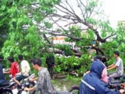 DurianTyphoonTree200.jpg