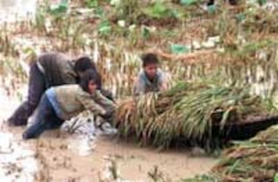 RiceChildren200.jpg