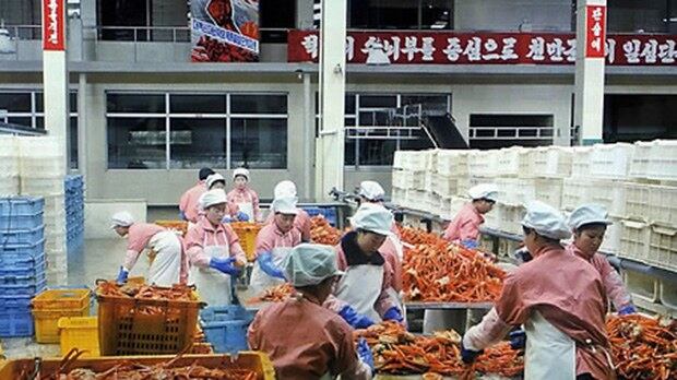 사진은 나선경제무역구 내 수산물 가공공장의 모습.