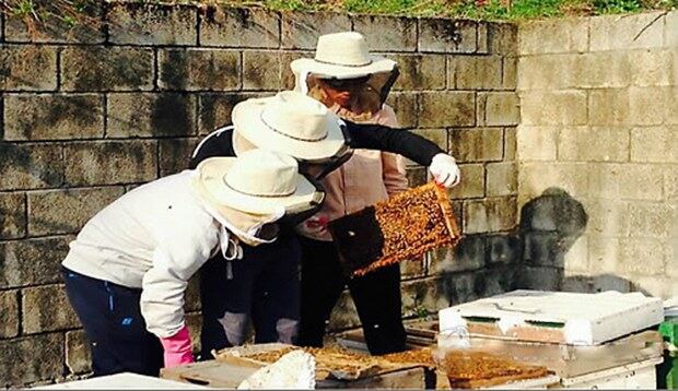 북한이탈 청년 취업 대안학교 '두드림 아카데미' 소속 탈북 청년 5명과 강원대 비즈니스 사회공헌 동아리 '인액터스'(enactus) 소속 학생 5명이 강원 춘천 석사동의 한 산자락에서 벌통 10개를 입식해 키우며 도시 양봉 사업을 하고 있는 모습. 