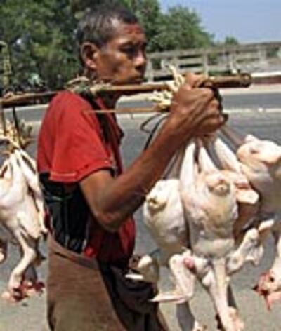 BurmaBirdFlu150.jpg