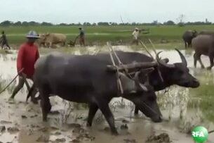 လယ်ထွန်နေသော လယ်သမားများပုံ