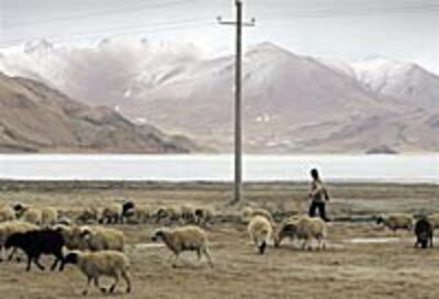 TibSheep200.jpg