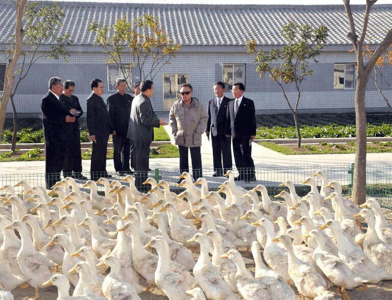 North Korea Moves to End Reliance on 'Grain-Fed' Animals for Food