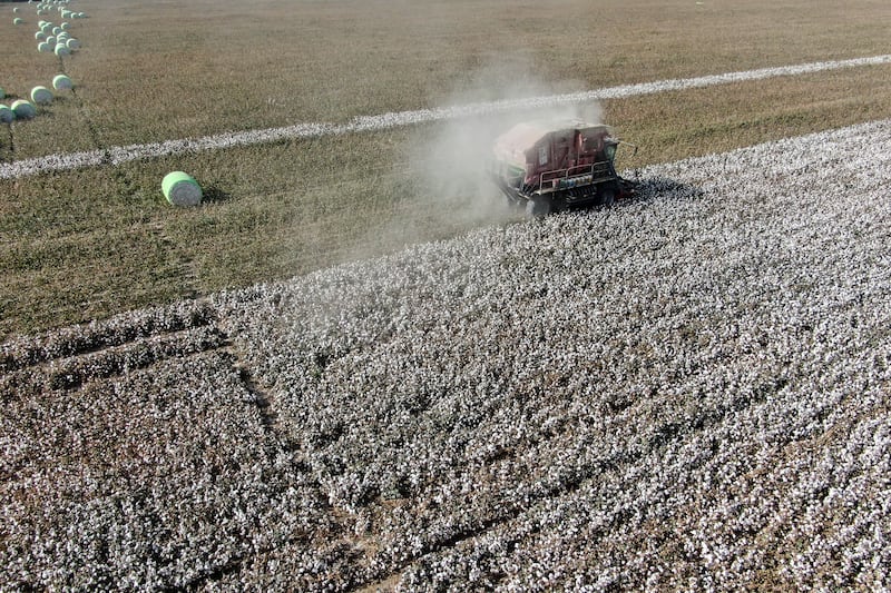 A cotton picker works in a cotton field on Sept. 28, 2025 in Aksu Prefecture, Xinjiang Uyghur Autonomous Region.