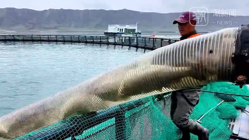 Workers harvesting fish at a reservoir-based aquaculture operation in Xinjiang, where salmon are raised in inland waters far from China’s coast.