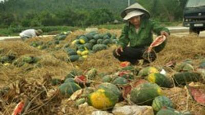 Một nông dân trồng dưa hấu ở bãi sông Trà Khúc, xã Tịnh Ấn Tây, huyện Sơn Tịnh, tỉnh Quảng Ngãi, bên đống dưa hấu ế bắt đầu thối rữa hôm 28/3. Courtesy zing.vn