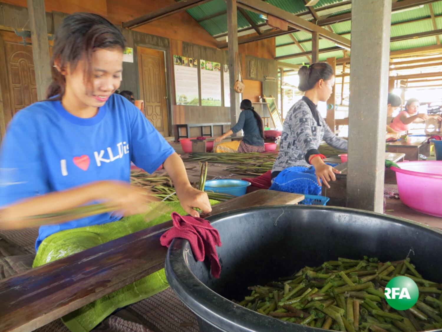ស្ត្រី​អ្នក​ធ្វើ​ការ​នៅ​ការដ្ឋាន​ផលិត​អំបោះ​ពី​សរសៃ​ឈូក នៅ​សៀមរាប នាំ​គ្នា​កាច់​ដើម​ឈូក​ទាញ​យក​​សរសៃ​អំបោះ កាល​ពី​ថ្ងៃ​ទី​១២ ខែ​ធ្នូ ឆ្នាំ​២០១៦។ RFA/Hang Savyouth