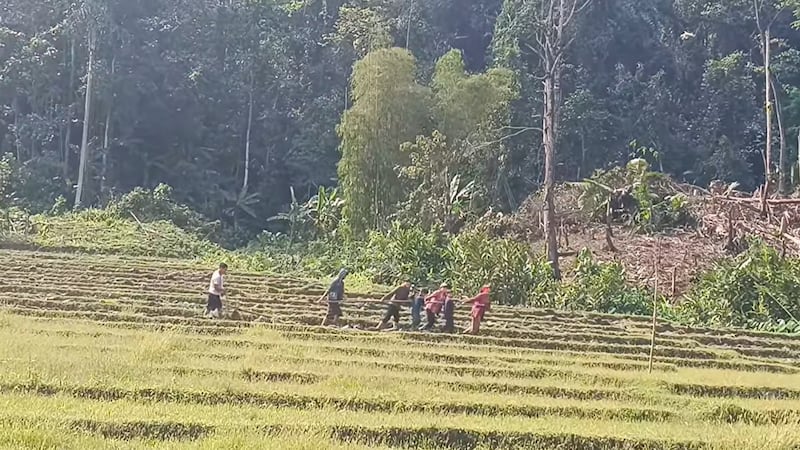 ကချင်ပြည်နယ် နောင်မွန်မြို့နယ်တွင် စက်သုံးဆီပြတ်လပ်မှုကြောင့် လူဖြင့် လယ်ထွန်နေရသည်ကို ၂၀၂၄ ခုနှစ်၊ ဧပြီလကုန်ပိုင်းက တွေ့ရစဉ်။ (Photo: Citizen Journalist)