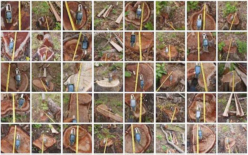 Stumps of felled trees are photographed with a GPS device to display each tree’s coordinates and a tape measure showing the width of each trunk.