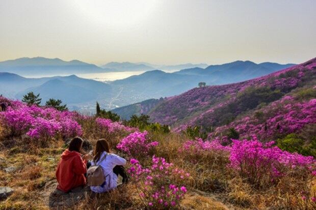 여수 영취산 진달래 축제.