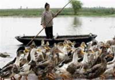 BirdFluDuck200.jpg