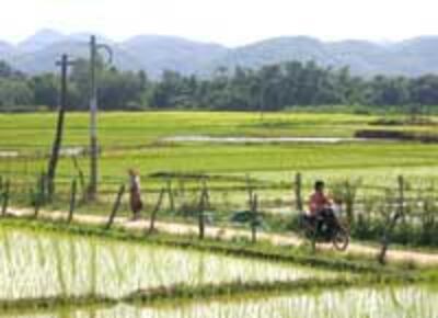 ricefield200.jpg