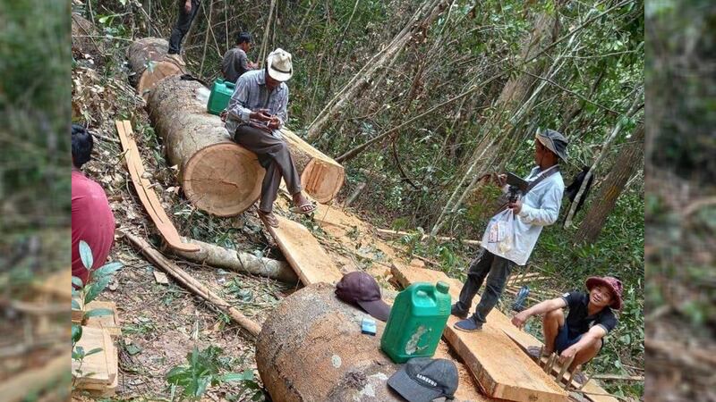 Forest_at_Stung_Treng_19_10_2021_02.jpg